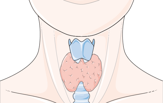 Thyroïde